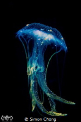 Beauty Of Jellyfish by Simon Chong 